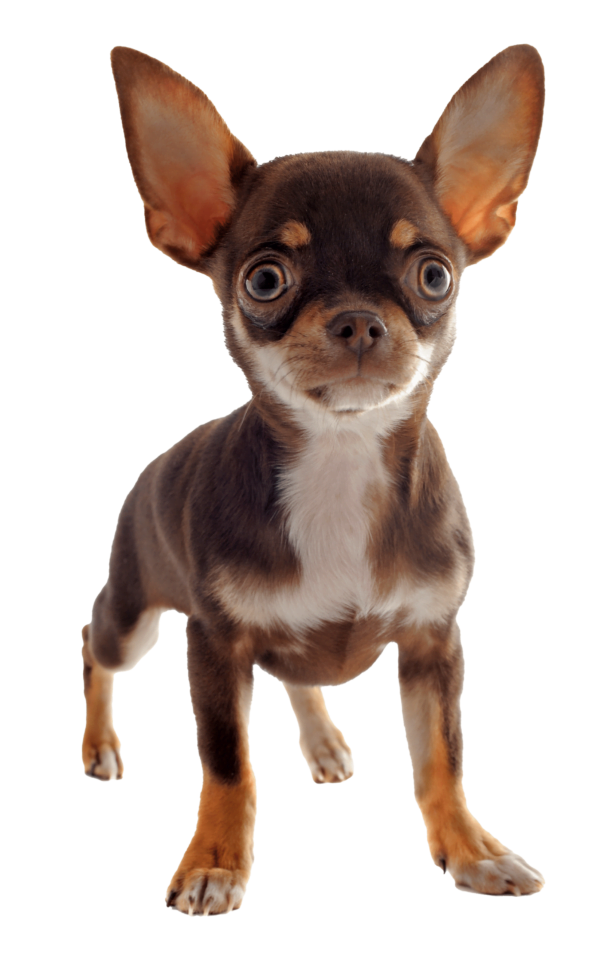 Royal Canin Razas específicas - Chihuahua - Adulto - 3.0 Kg