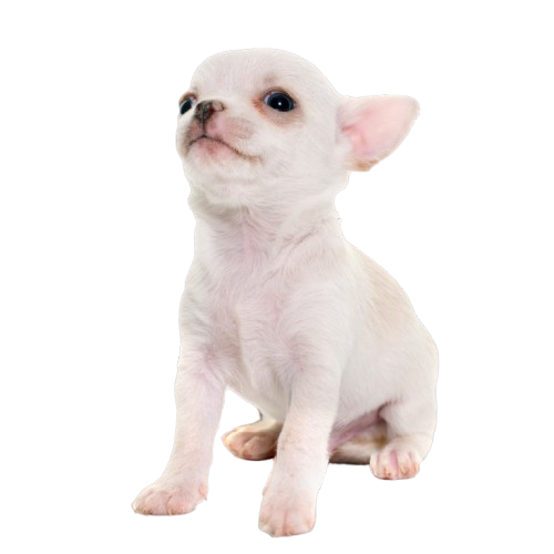 Royal Canin Razas específicas - Chihuahua - Cachorro -1.5 Kg