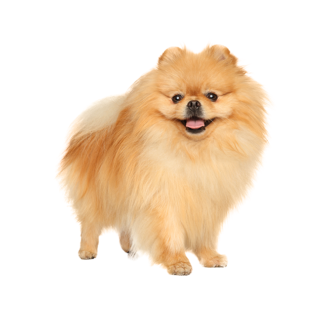 Royal Canin Razas específicas - Pomeranian - Adulto - 3.0 Kg