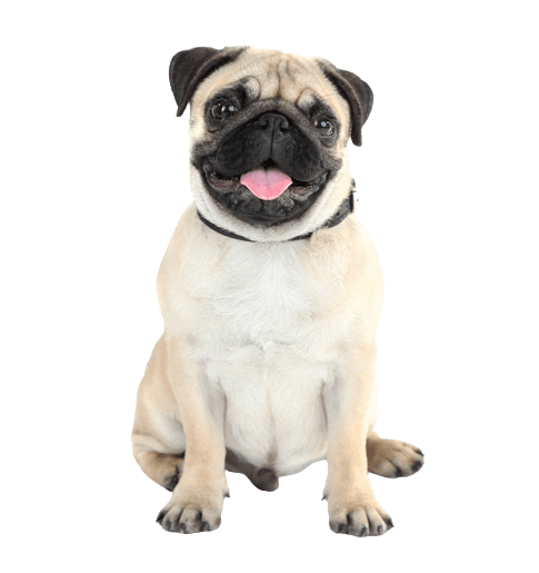 Royal Canin Razas específicas - Pug - Cachorro - 1.5 Kg