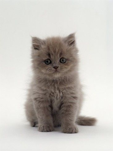 Royal Canin – Razas especificas - Persian – Kitten – 2 Kg