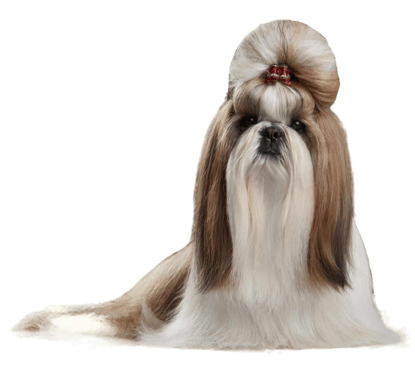 Royal Canin Razas específicas - Shih Tzu - Adulto - 3.0 Kg