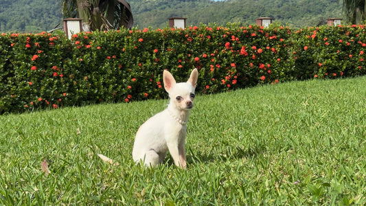 ¿Qué es la comida de perro hipoalergénica?
