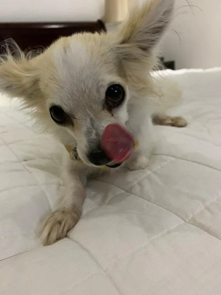 El peso ideal de tu perro y sus porciones de alimento