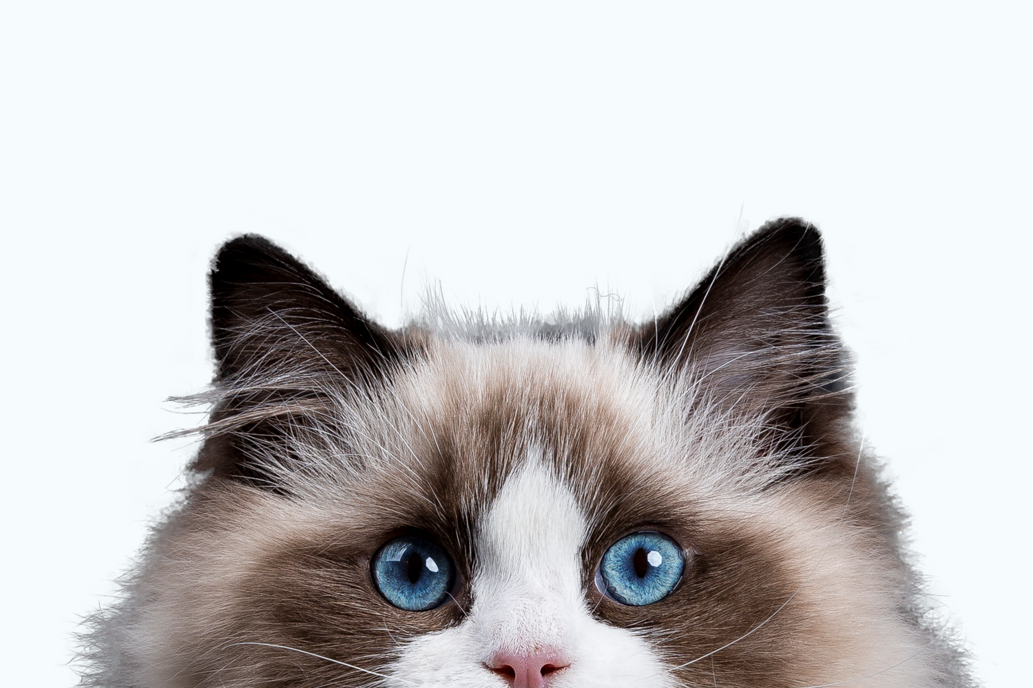 Gatos