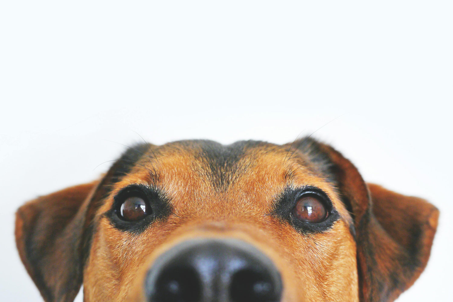 Perros