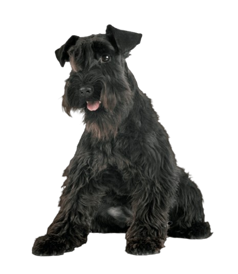 Royal Canin Razas específicas - Miniature Schnauzer - Adulto - 3.0 Kg