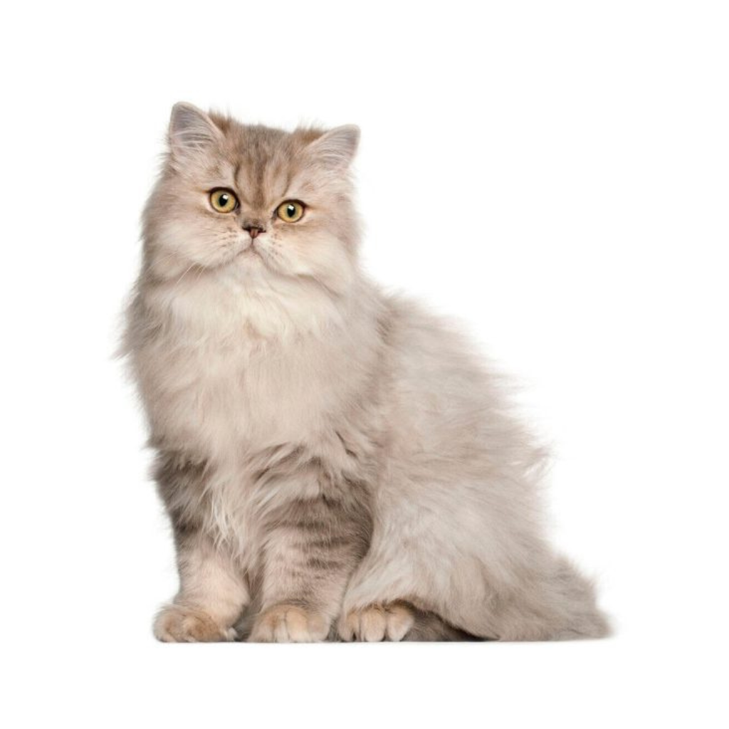 Royal Canin – Gato -  Razas especificas -  Persian – Adulto – 2.0 Kg