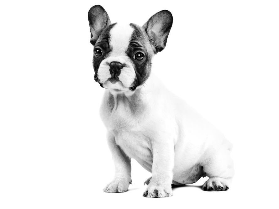 Royal Canin  Razas específicas - French Bulldog – Cachorro - 3.0 Kg