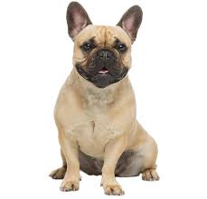 Royal Canin  Razas específicas - French Bulldog -  Adulto – 3.0 Kg