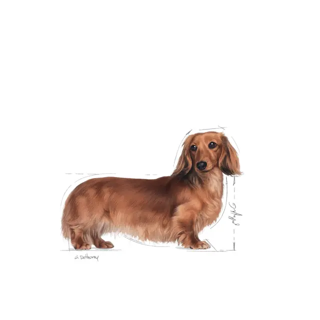 Royal Canin  Razas específicas - Dachshund - Adulto - 1.5  Kg