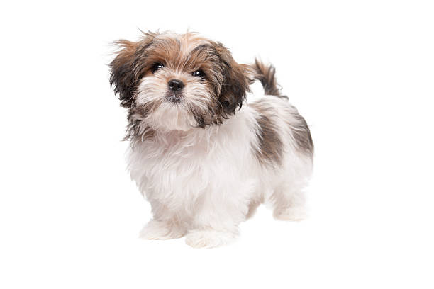 Royal Canin  Razas específicas - Shih Tzu - Cachorro - 1.5 Kg