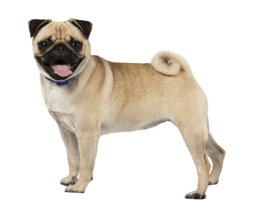 Royal Canin  Razas específicas - Pug - Adulto - 3.0 Kg